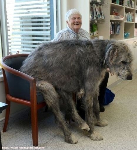 This dog who likes chairs. - https://www.facebook.com/diplyofficial